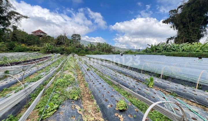 Tanah Perkebunan View Danau & Perbukitan