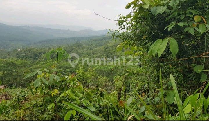 Dijual Tanah Perkebunan Subur & Msh Produktif