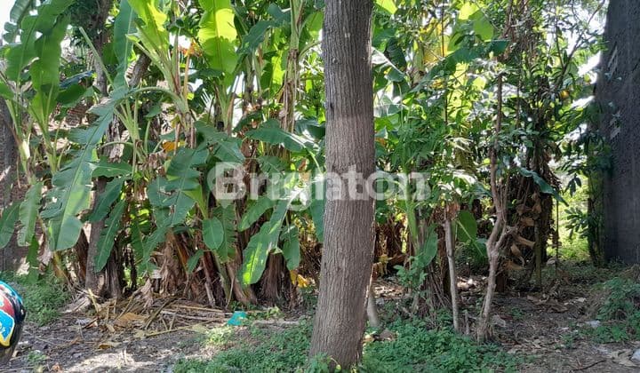 SOLO, BAKI ADA TANAH DEKAT JALAN RAYA, TEMPAT RAMAI DAN STRATEGIS BERADA DIANTARA 2 PINGGIR JALAN NASIONAL