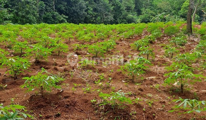 Di Jual Tanah Kertajaya Rumpin Bogor