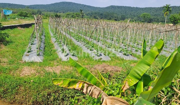 Di Jual Tanah Di Kemang Bogor