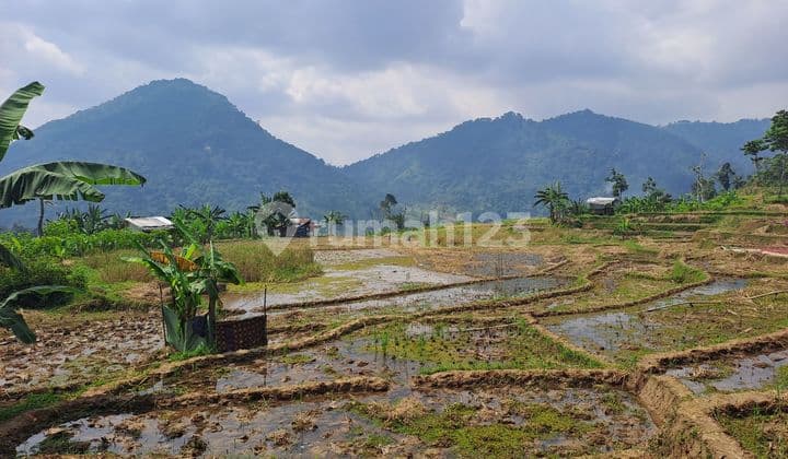 D jual tanah sawah seluas 1500 m2