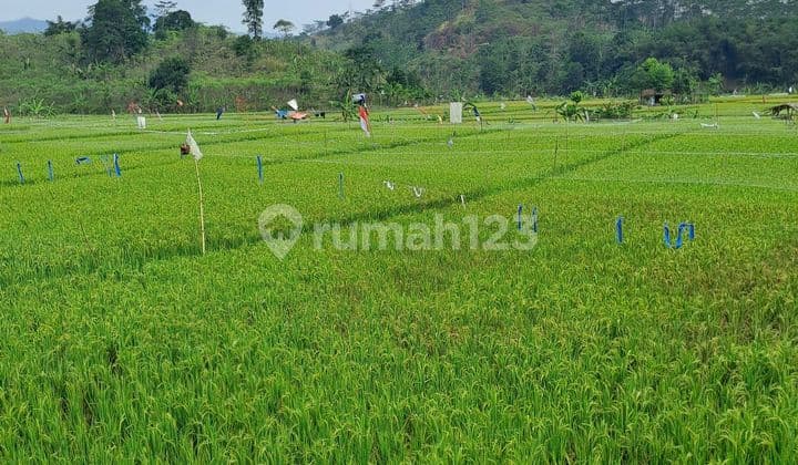D jual tanah sawah desa pabuaran bogor