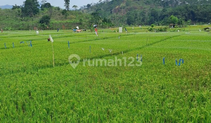 D jual tanah sawah desa pabuaran bogor