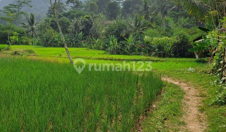 Di jual tanah sawah 5000 m2 dan darat 8000 m2 desa rabak rumpin