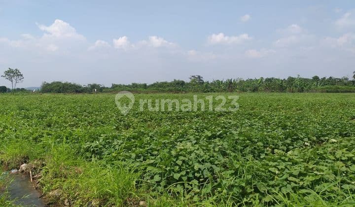 Di jual tanah desa cicadas ciampea bogor