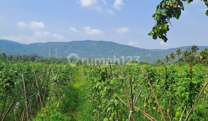 Di jual tanah desa kalong liud nanggung