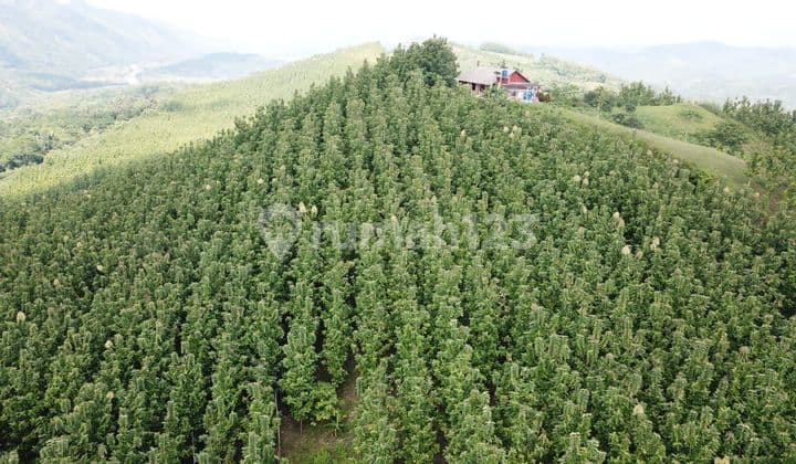 Di jual tanah kebun jati warungkiara sukabumi jawa barat