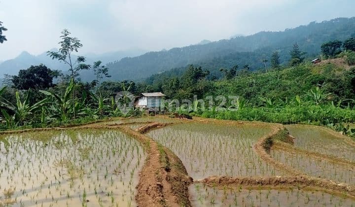 Di jual tanah desa karang tengah curug hejo