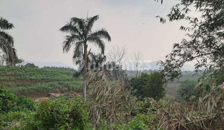 Land for sale in Ciseeng, Bogor.