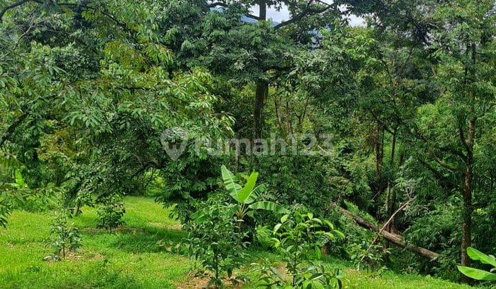 Di Tanah di Jalan Raya Cigudeg Kebun Duren di Cigudeg Bogor