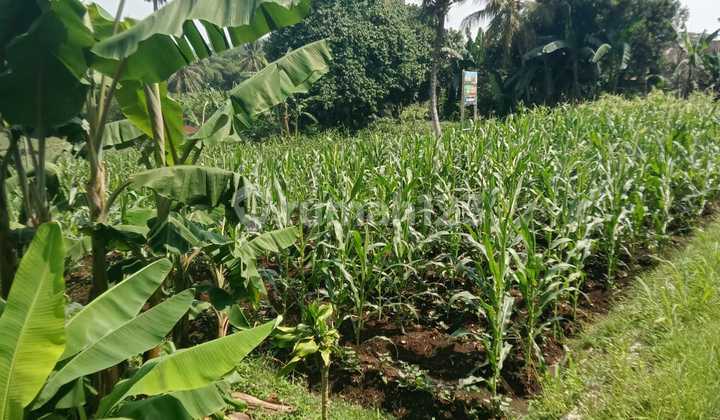 Di Jual Tanah di Rancaungur Bogor.