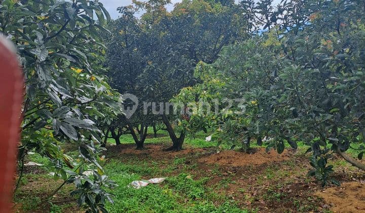 Di Jua Tanah D Pasir Angin Kebun Alpukat Megamendung Bogor