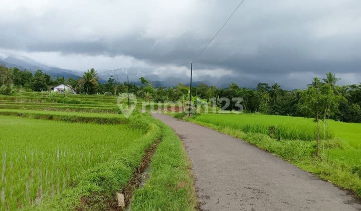 Di Jual Tanah Sawah Cidahu Sukabumi
