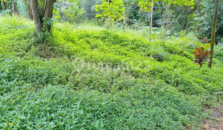 Di Jual Tanah D Ciseeng Bogor