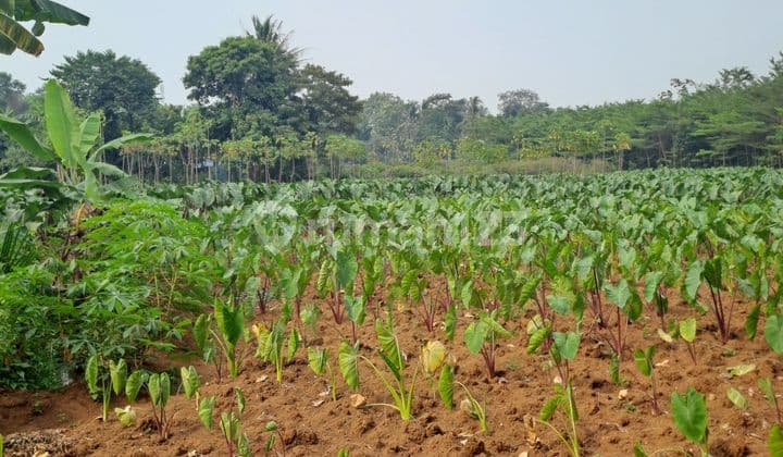 Di Jual Tanah Kemang Pabuaran Bogor