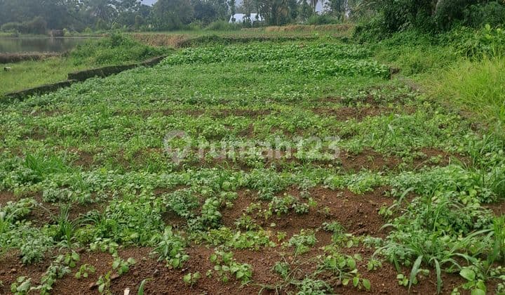 Di Jual Tanah di Ciampea Bogor