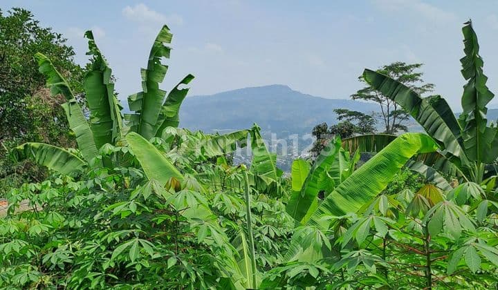 Di Jual Tanah Jalan Bukit Angsana Hijau Sentul Bojongkoneng