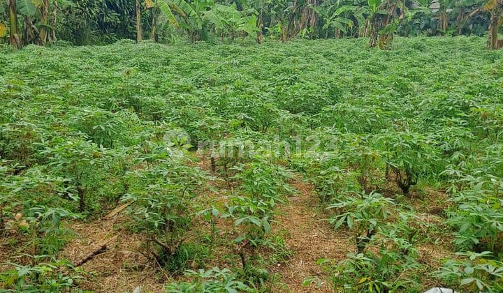 Di Jual Tanah Kemang Bogor Desa Tegal Kahuripan