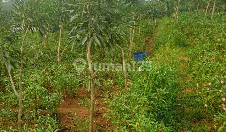 Di Jual Tanah Di Ci Seeng Bogor