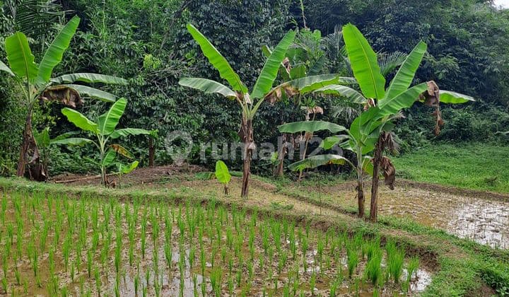 Di Jual Tanah Desa Rabak Rumpi Bogor.jawa Barat