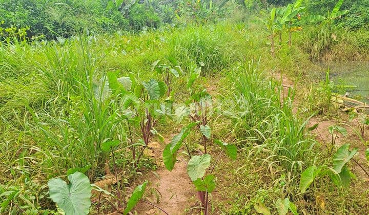 Di Jual Tanah Kemang Bogor