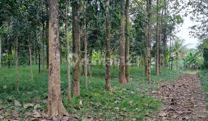 Di Jual Tanah Di Kemang Bogor