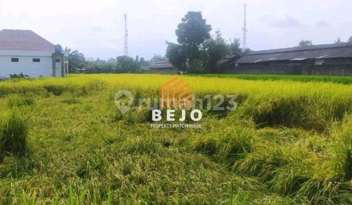 Dijual Tanah Shm Sawah Di Mlati Cocok Hunian