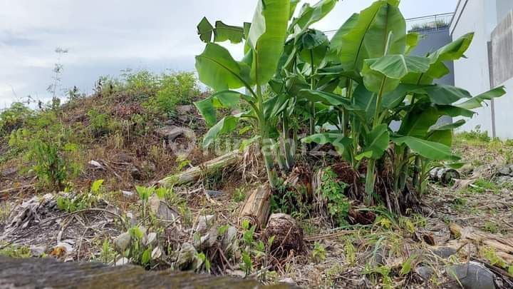 Canggu swampy land