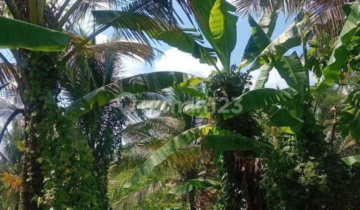 Tanah pantai antap bajera tabanan