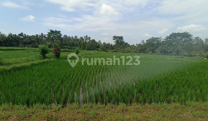 Tanah sawah petang badung