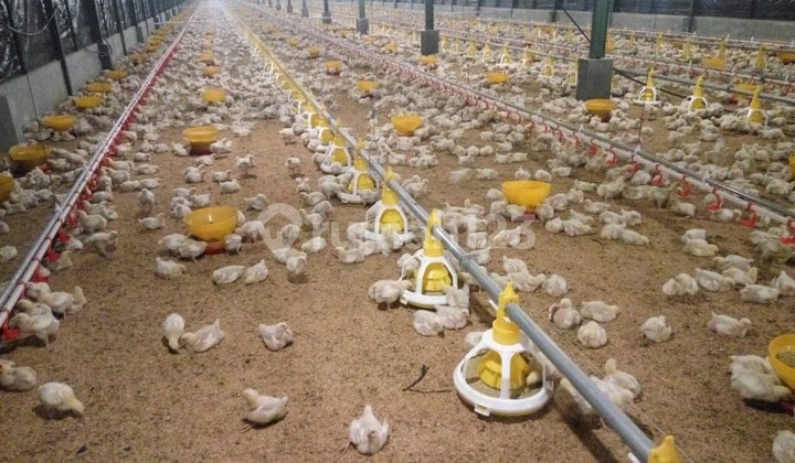 Lahan Dan Peternakan Ayam Dengan Peralatannya Di Nagreg