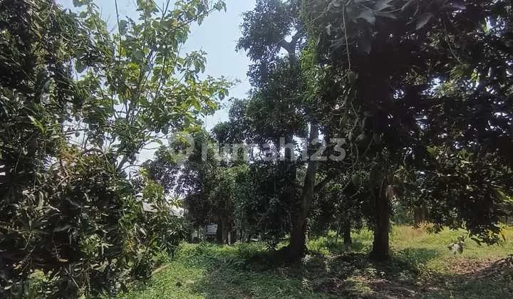 Jual Tanah kebun Mangga Luas 1817 m2 di Bangil Pasuruan,dekat wisata