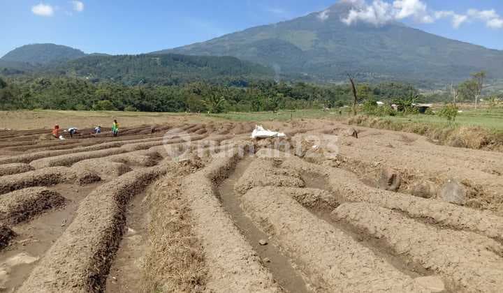 Tanah Siap Bangun Raya Petak Pacet