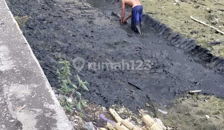Tanah Tambak Gending Probolinggo