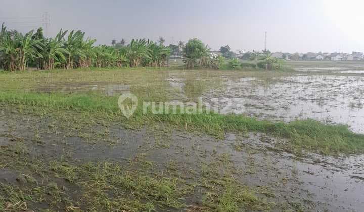 Lahan Sawah Luas 7 Ha Murah di Sepatan Tangerang