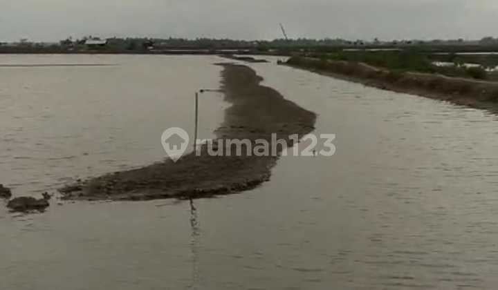 Usaha Tambak Ikan Dan Udang Luas Tanah 3 Ha di Pakisjaya, Karawang, Jawa Barat
