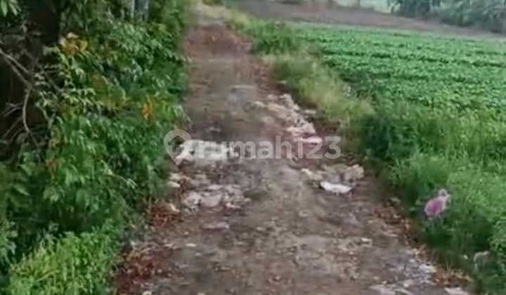 Tanah Luas 3,5 ha Bersertifikat Dekat Perumahan Lotus, Tangerang Tanah Luas 3,5 ha Bersertifikat Dekat Perumahan Lotus, Tangerang