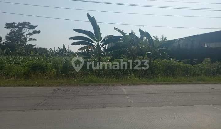 Wide and Strategic Land Near Residential Areas in Mranggen