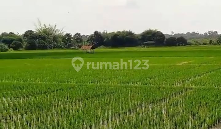 Kavling Tanah Sawah Strategis Dekat Byd/Subang Smartpolitan