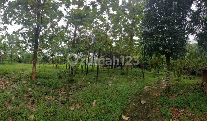 Dijual Murah Lahan Seluas 4000 m² Taman Sari, Setu Kabupaten Bekasi