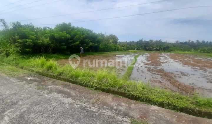 Tanah Sawah Super Murah Selemadeg Tabanan Bali