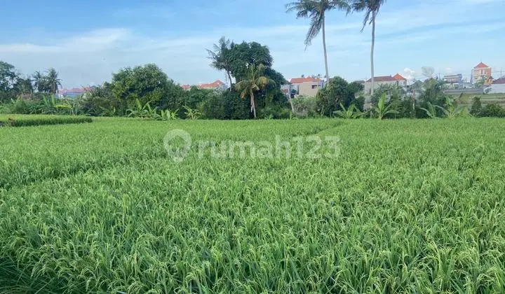 Tanah Sawah Murah Batubulan Gianyar Bali