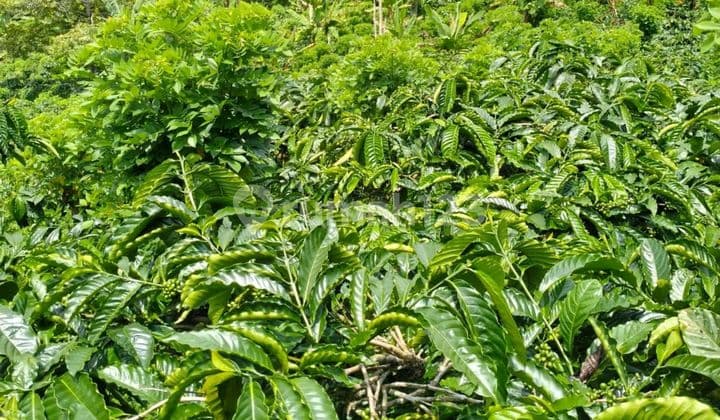 Tanah Kebun Kopi Dan Manggis Pajahan Tabanan Bali
