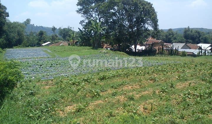Tanah Murah Cocok untuk Kebun Villa di Pacet Ciherang Cianjur