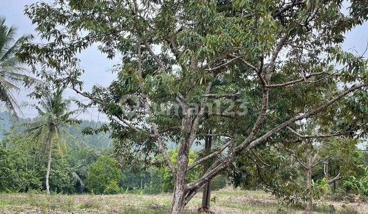 Dijual Cepat : Tanah Kebun Lokasi : Lampung* Jln Ke Lokasi Sdh Aspal, Bs Papasan 2 Mobil* Dekat Ke Pasar -/+ 1 Km. Lt : -/+ 9 Ha . Shm (8 Buku & 2 Nama) Hrg : 300 Ribu/m² (nepis)