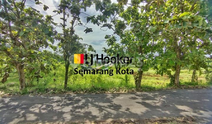 Kavling di Jangli Gabeng