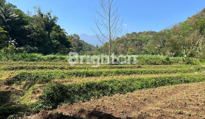 TANAH AREA WISATA KEMUNING TAWANG MANGU