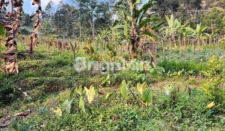 TANAH ADA SUMBER MATA AIR KEMUNING