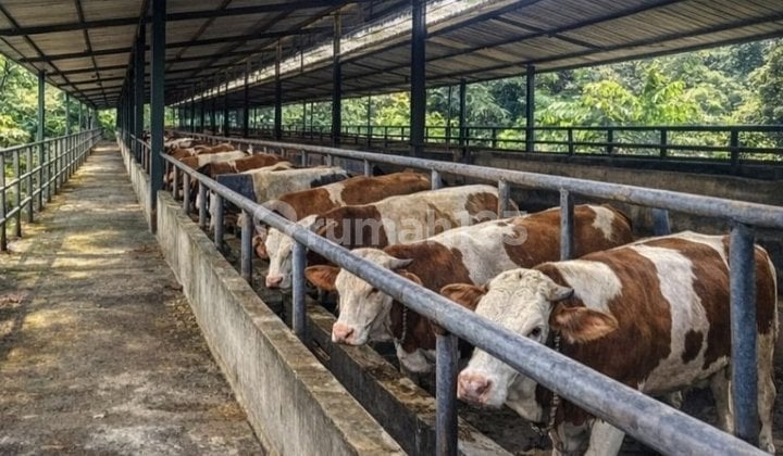 For Sale: Durian Plantation and Cattle Farm Land, Babakan Karet, Cianjur City